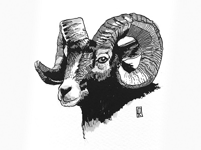 Goat - Dip pen and ink animal illustration animals crosshatch goat illustration ink and pen ink art line art