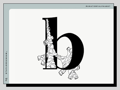 An Anatomy Alphabet: B is for bronchus. 36daysoftype 36daysoftype07 anatomy anatomyalphabet design designer illustration illustrator lettering typography typographydesign