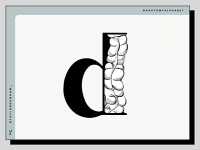 An Anatomy Alphabet: D is for descending colon. 36daysoftype 36daysoftype07 anatomy anatomy alphabet design designer illustration illustrator lettering type typography typography design