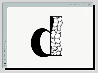 An Anatomy Alphabet: D is for descending colon.