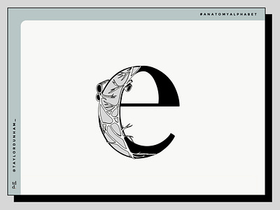 An Anatomy Alphabet: E is for esophageal plexus.