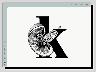 An anatomy alphabet: K is for kidney. 36 days of type anatomy anatomy alphabet design illustration illustration design lettering typography vector illustration