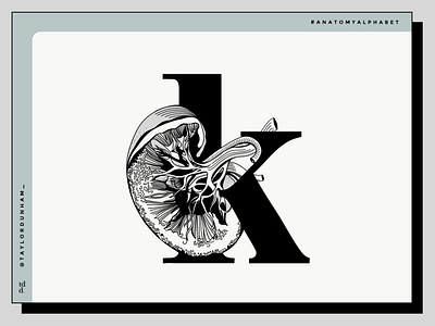 An anatomy alphabet: K is for kidney.