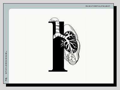 An anatomy alphabet: L is for lung