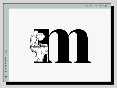 An anatomy alphabet: M is for meniscus.