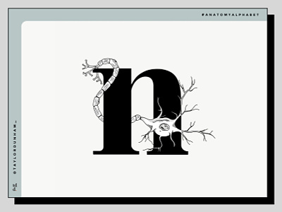 An anatomy alphabet: N is for neuron. 36daysoftype 36daysoftype07 anatomy design illustration illustrator lettering lettering art vector vector illustration