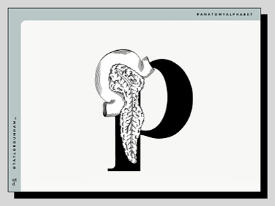 An anatomy alphabet: P is for pancreas. 36daysoftype 36daysoftype07 anatomy design graphic design illustration illustrator lettering lettering art vector