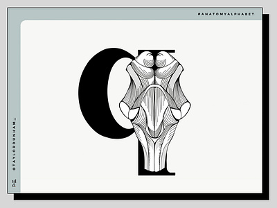 An anatomy alphabet: Q is for quadrigemina.⁠