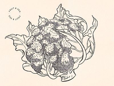 Cauliflower broccoli cauliflower charcoal drawing food fruit grain health illustration ink market nature plant vegetable vegetables vintage vitamins