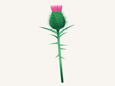 Milk Thistle