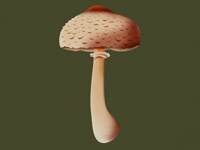 Parasol mushroom food forest fungus illustration mushroom nature plant