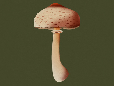 Parasol mushroom