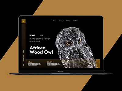 Owl Project .Jpg animals owls ui design ux