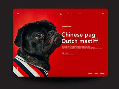 Chineese Pug