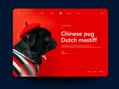 Chineese Pug2