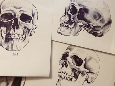 Study of the human skull bullpen drawing illustration ink skull