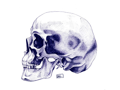 Profil skull ballpoint ballpoint ballpoint pen blue faber castell fabercastell ink ink art ink drawing ink illustration realism skull