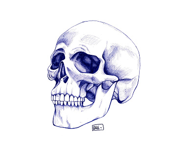 Skull of the tree quarters ballpoint ballpoint pen blue faber castell fabercastell illustration ink ink art ink drawing ink illustration realism skull