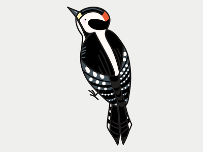 Downy Woodpecker bird birds illustration nature sticker
