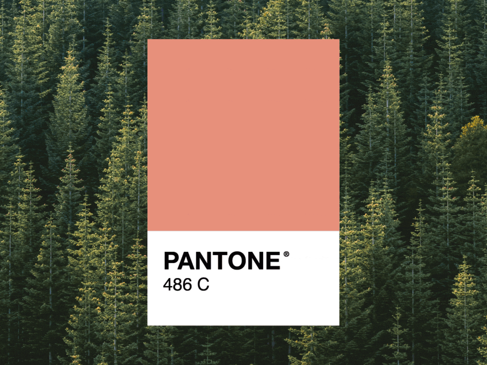 Universal Explorer Palette after effects brand brand and identity brand design brand identity color color palette gif nature pantone swatch urban