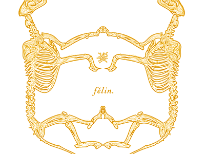 félin. bone line art bones cat felin félin italic kay kpz pisarowitz tiger typography yellow