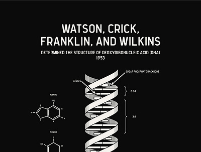 STEM Heroes 2021 | Watson, Crick, Franklin, and Wilkins discovery dna geometry heroes illustrator math science stem