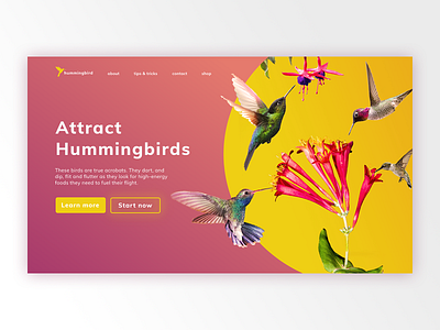 Hummingbird - Landing Page bird birds dailyui hummingbird illustration landing landing page landingpage pink purple ui web web design webdesign yellow