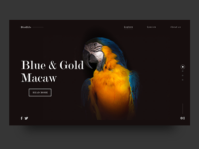 Macaw UI Concept animal animalweb macaw parrot userinterface web webdeisgn webui