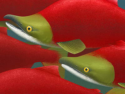 West Coast of Canada: Travel Poster Close-Up british columbia canada fish illustration salmon sockeye salmon spawning underwater