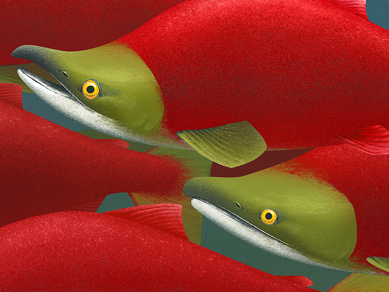 West Coast of Canada: Travel Poster Close-Up illustration underwater spawning salmon sockeye salmon fish british columbia canada