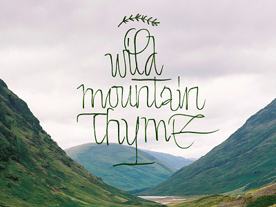 wild mountain Thyme bezierclub calligraphy custom design handmade ink irish lettercollective lettering mountain music nib script