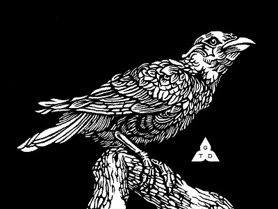 The Hill Mynah bird black blackout drawing gdt illustration