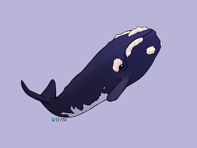 IFAW - North Atlantic Right Whale Sticker