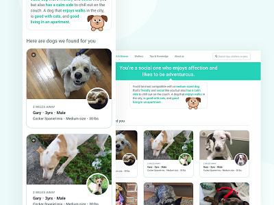Pet Adoption Finder adoption branding cat cats dog dogs ios pet pets responsive ui web