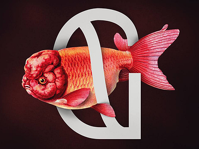 UMIDO meets a goldfish font g goldfish light nature ranchu goldfish red sans serif sans serif typeface typography ugly