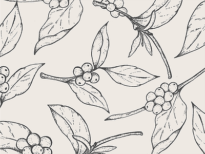 Coffee Plant Illustrations