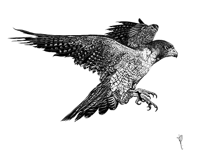 Peregrine Falcon Illustration black and white details digital drawing falcon illustration peregrine realistic