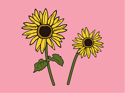 Sunflowers floral flower flower illustration illustration illustrator pink sunflower sunflowers yellow