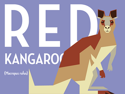 Kangaroo debut design illustrator kangaroo typography vector zoo