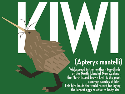 Kiwi bird design infographic kiwi poster typography vector zoo