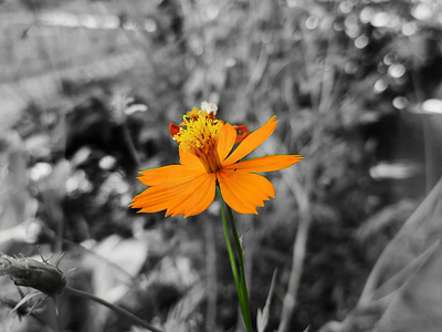 The beauty of flower beautiful black white flowers natural nature