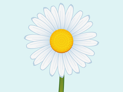 Chamomile chamomile chamomileillustration chamomiles floristry flower flowerillustration illustration kamille nationalflower russia vectorflower vectorillustration