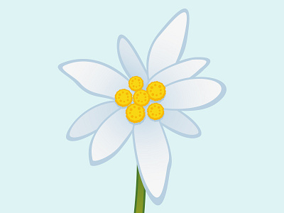 Edelweiss alpenblumen edelweiss edelweissillustration floristry flower flowerillustration illustration nationalflower swiss switzerland vectorflower vectorillustration