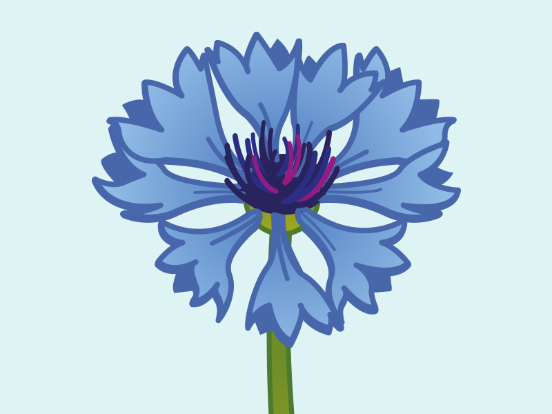 Cornflower by Oliver Hess / 8chDesign for 8chDesign on Dribbble