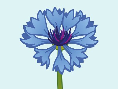 Cornflower cornflower cornflowerillustration estonia floristry flower flowerillustration germany illustration kornblume nationalflower vectorflower vectorillustration