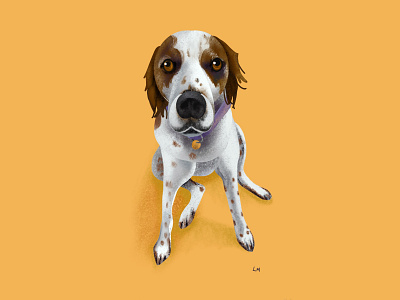 French Brittany drawing illustration procreate sketch
