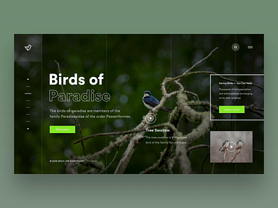 UI Design - Birds of Paradise Concept Page Video Animation animated app birds design designer illustration illustrator photoshop sanctuary sketch typography ux vector