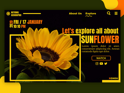 Sunflower with natgeo concept 2020 elegant flatdesign flatwallpaper ilustration minimalist natgeo national geographic nature sun sunflower sunflower web sunflowers webdesign webdesigns website website concept website design