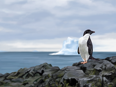 Adélie Penguin adelie arctict digital drawing ice iceberg ocean penguin photoshop reference rocks tablet traditional wacom