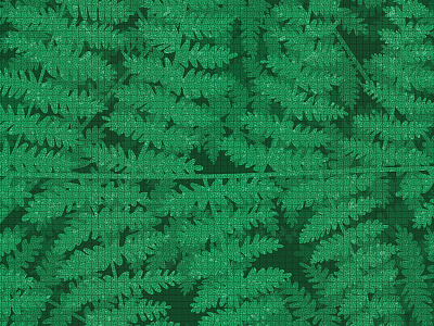 Fiordland Ferns ferns illustration vector